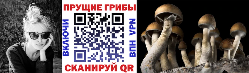 Псилоцибиновые грибы Psilocybine cubensis  наркошоп  Дятьково 